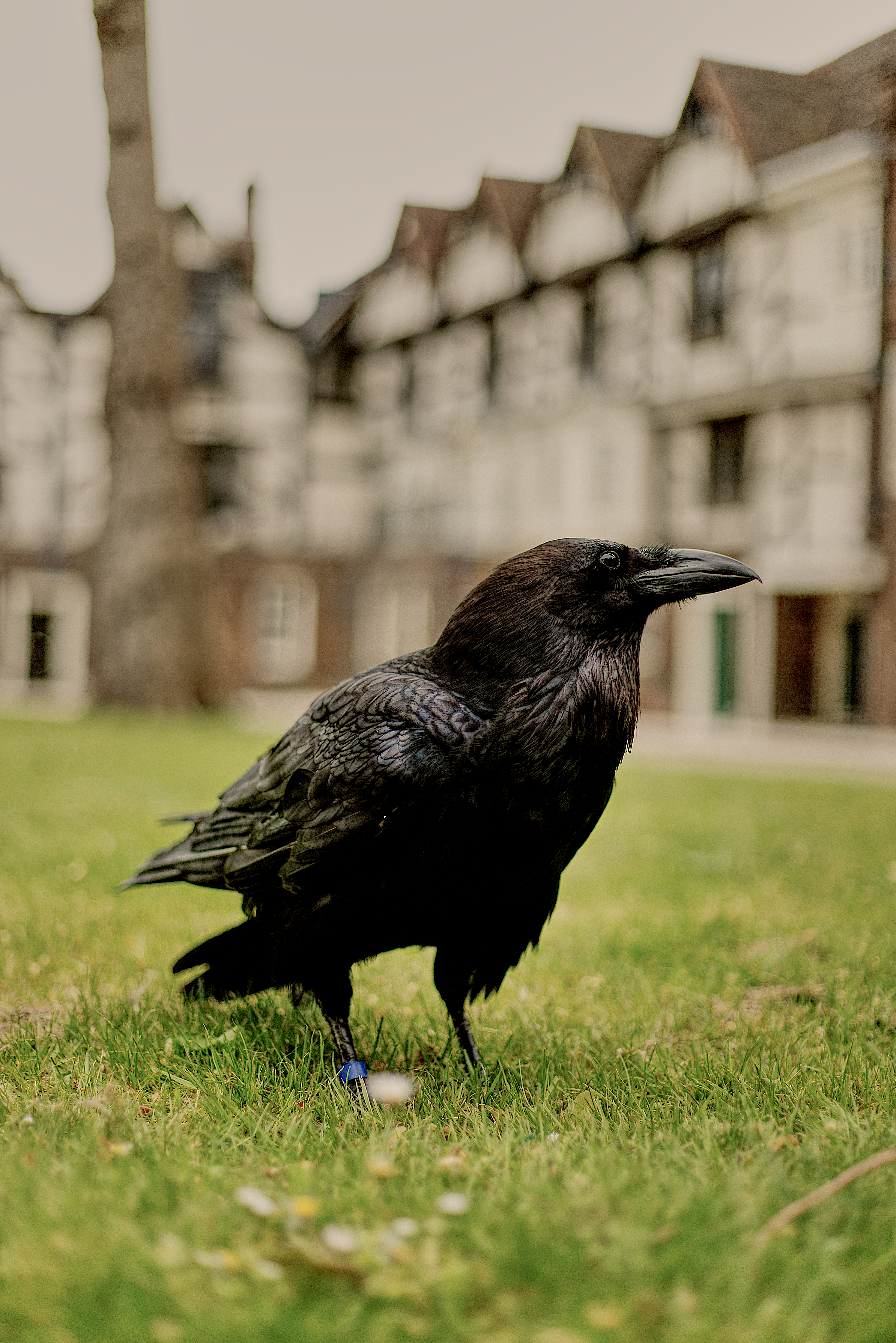 TowerOfLondon